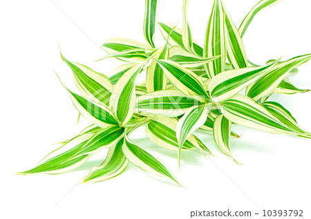Dracaena 10393792