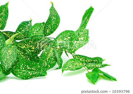 Dracaena Dracaena 10393796