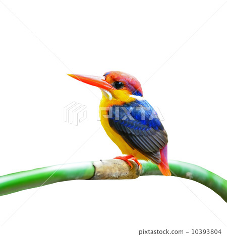 Black-backed Kingfisher Black-backed Kingfisher 10393804