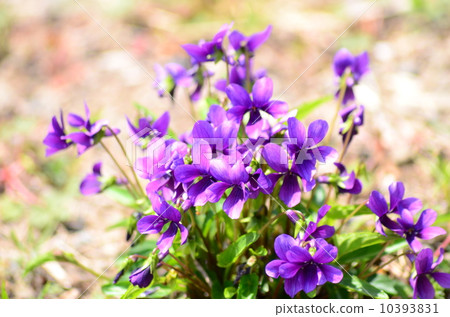 Purple, vivid violet blooming 10393831