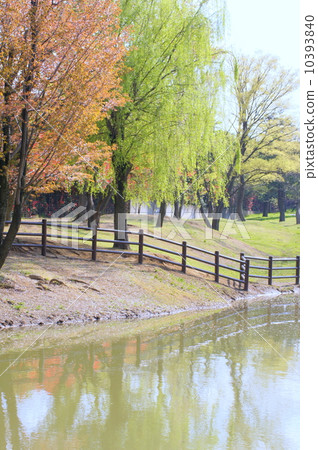 Spring spring water! Fresh green shimane willow Spring spring water! Fresh green shimane willow 10393840