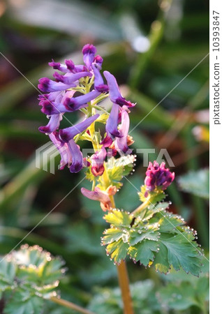 Murasaki Keman 10393847