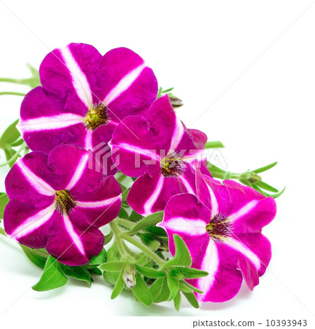 petunia petunia 10393943