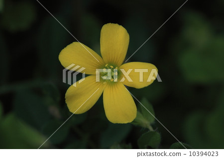 Natural plants approaching and looking pretty clean kabutakami flowers Natural plants approaching and looking pretty clean kabutakami flowers 10394023