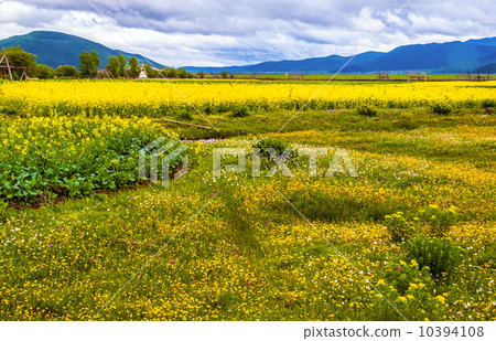Yunnan scene-Cole flowers in Tibetan region Yunnan scene-Cole flowers in Tibetan region 10394108