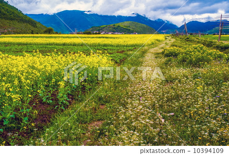 Yunnan scene-Cole flowers in Tibetan region  10394109