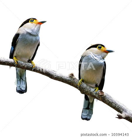 Silver-breasted Broadbill 10394143