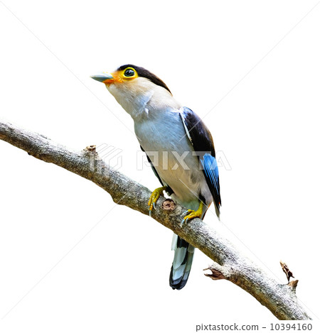 female Silver-breasted Broadbill 10394160