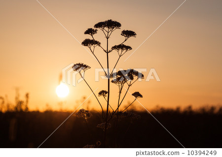 Field of milfoil grass during summer sunset Field of milfoil grass during summer sunset 10394249
