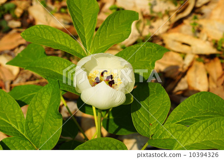 April Flower Yamasakiyaku · Buttercup family 10 10394326