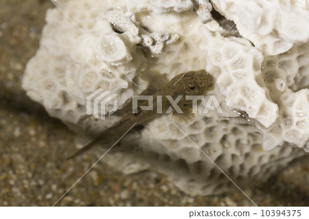 Minami Tobihaze 10394375