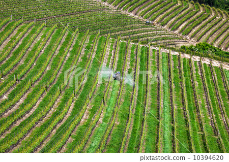 Tractor among vineyards in Piedmont, Italy. 10394620