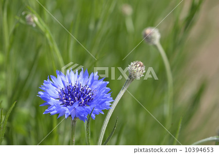 Yagurumagiku（Yagurugiku） 10394653