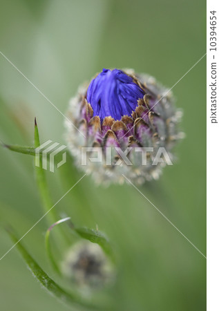 Yagurumagiku（Yagurugiku） 10394654