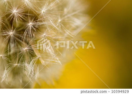 Dandelion's fluff 10394929