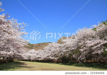 Cherry blossom trees of Higashi Izu-cho cross-country course Cherry blossom trees of Higashi Izu-cho cross-country course 10394956