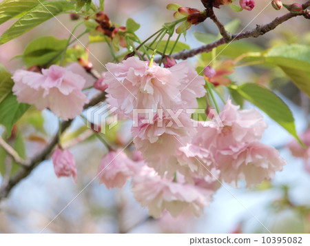 Kamatari Sakura (Kisarazu City) 10395082