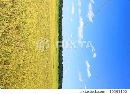 Good harvest rice field 10395100