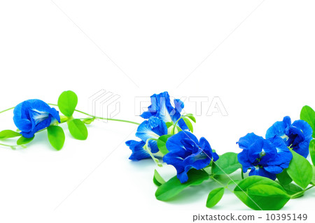 Butterfly Pea Butterfly Pea 10395149