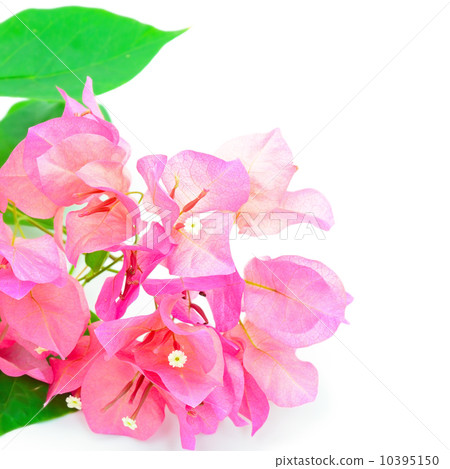 bougainvillea bougainvillea 10395150
