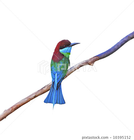 Blue-throated Bee-eater Blue-throated Bee-eater 10395152