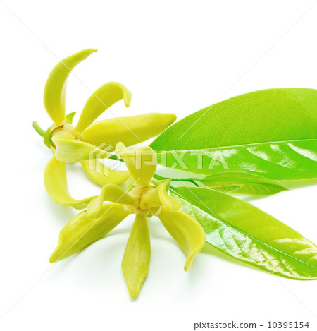 Cananga 10395154