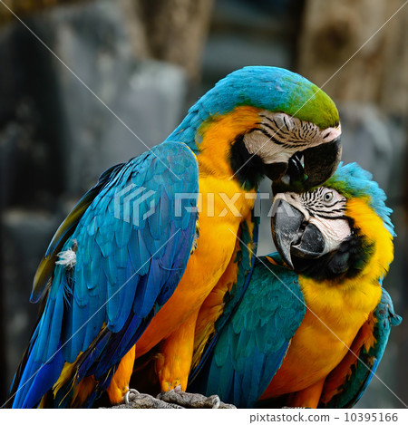 Blue and Gold Macaw Blue and Gold Macaw 10395166