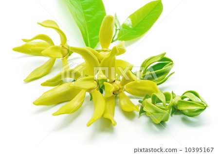 Cananga Cananga 10395167