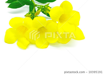 Allamanda 10395191