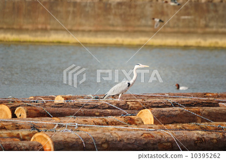 Gray heron Gray heron 10395262
