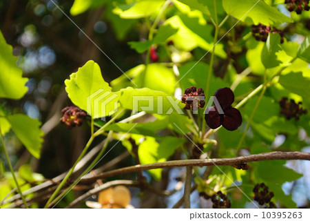 Akebi flower Akebi flower 10395263