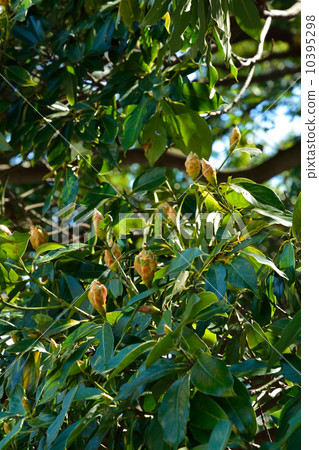 樹·Tubonomycis家庭 10395298