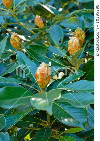 Tree · Tubonomycis family Tree · Tubonomycis family 10395299