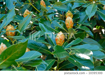 樹·Tubonomycis家庭 10395300