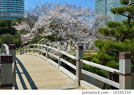 Hama Rikyu Imperial Garden · Naka Bridge 10395334
