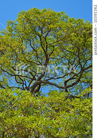 樹·Tubonomycis家庭 樹·Tubonomycis家庭 10395362