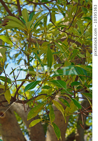 樹·Tubonomycis家庭 10395363