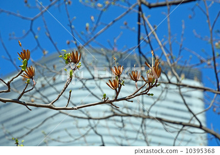 Tree · Japanese tortoiseshell family 10395368
