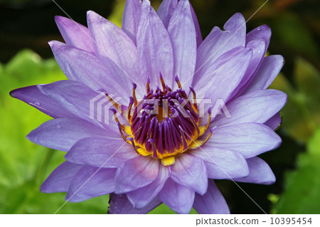 Tropical water lily 10395454