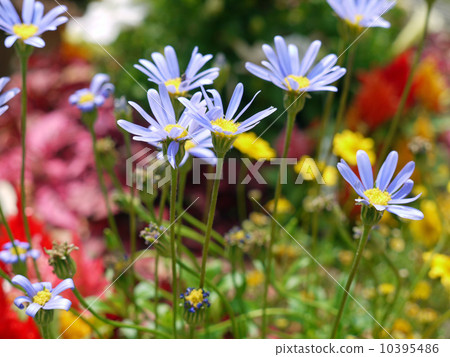 Blue Daisy 10395486