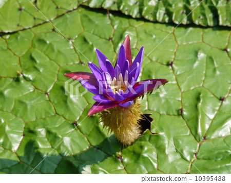 芡實 10395488