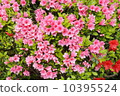 Azalea 10395524