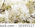 Wisteria 10395527