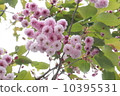 Double cherry blossoms 10395531