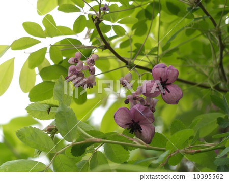 Akebi flower Akebi flower 10395562