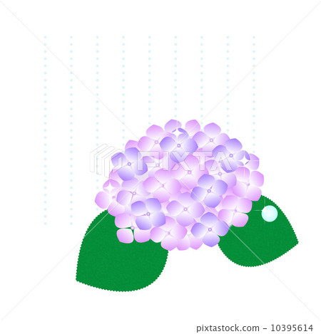 繡球 繡球 10395614