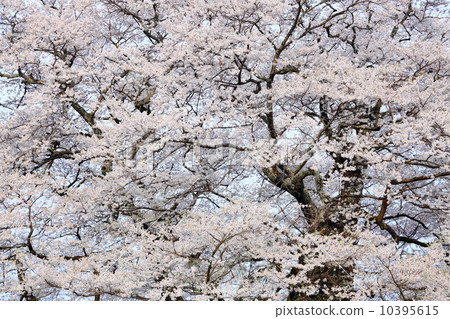 Okayama prefecture Daigo Koki Sakura Okayama prefecture Daigo Koki Sakura 10395615