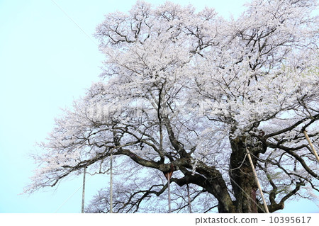 Okayama prefecture Daigo Koki Sakura Okayama prefecture Daigo Koki Sakura 10395617