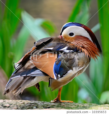 Mandarin Duck 10395653