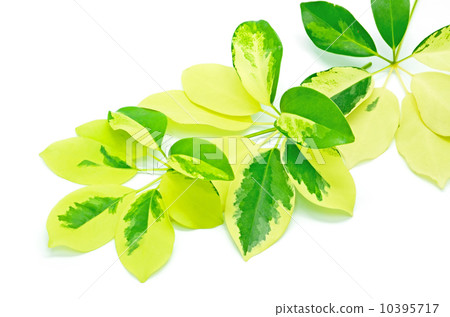 Umbrella Tree 10395717